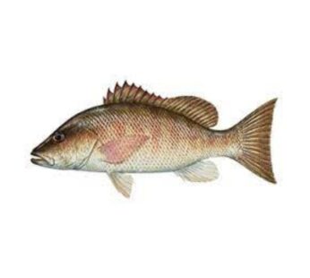 Mangrove Snapper V/W